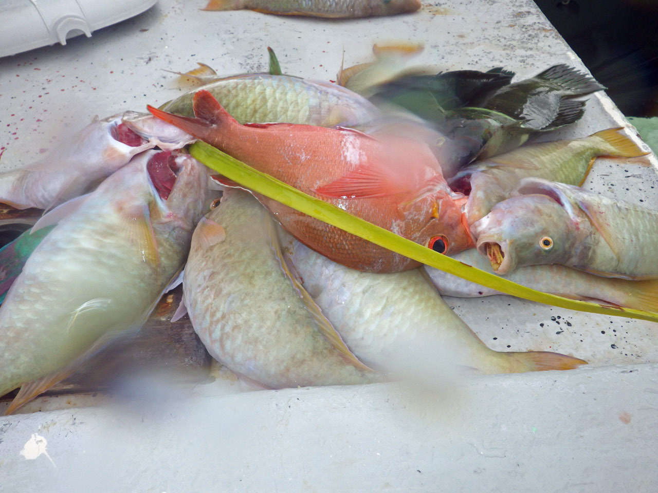 peche de la quantité seulement necessaire peche de la quantité seulement necessaire